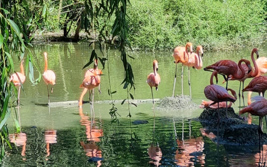 Parc animalier BRANFERE