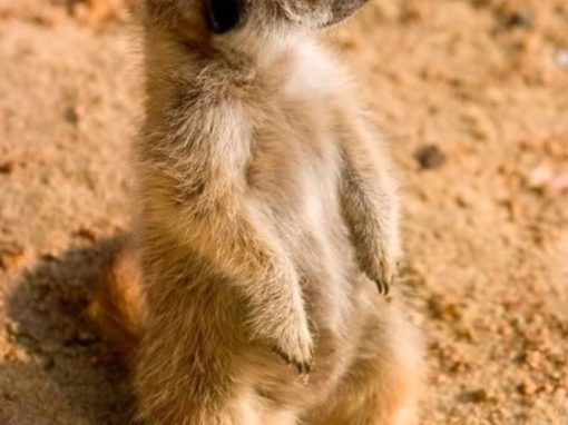 suricate-510x382